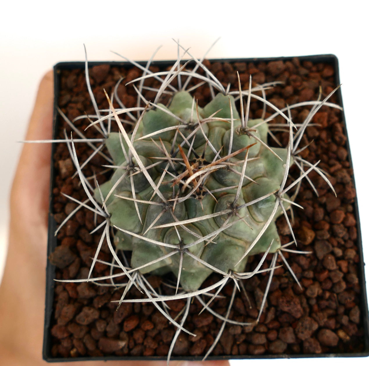 Thelocactus rinconensis var. nidulans