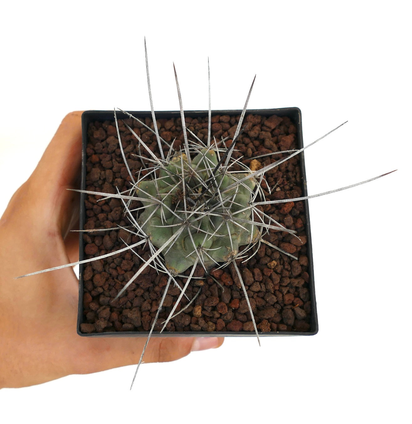 Thelocactus rinconensis var. nidulans BLACK SPINES