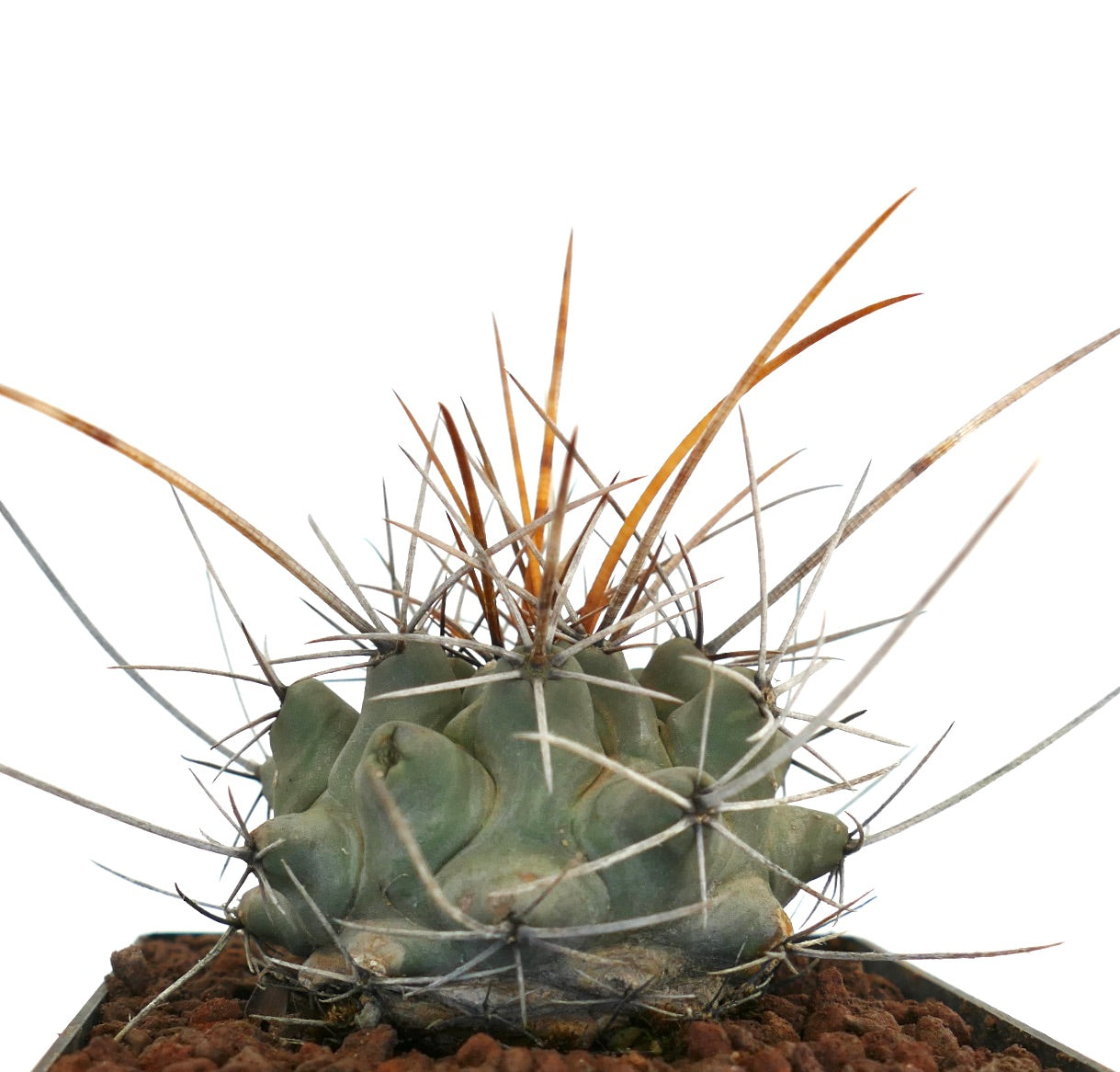 Thelocactus rinconensis var. nidulans