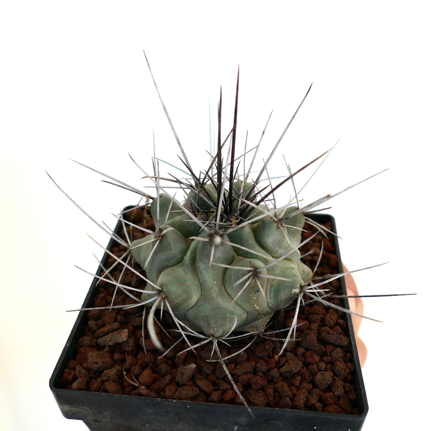 Thelocactus rinconensis var. nidulans BLACK SPINES