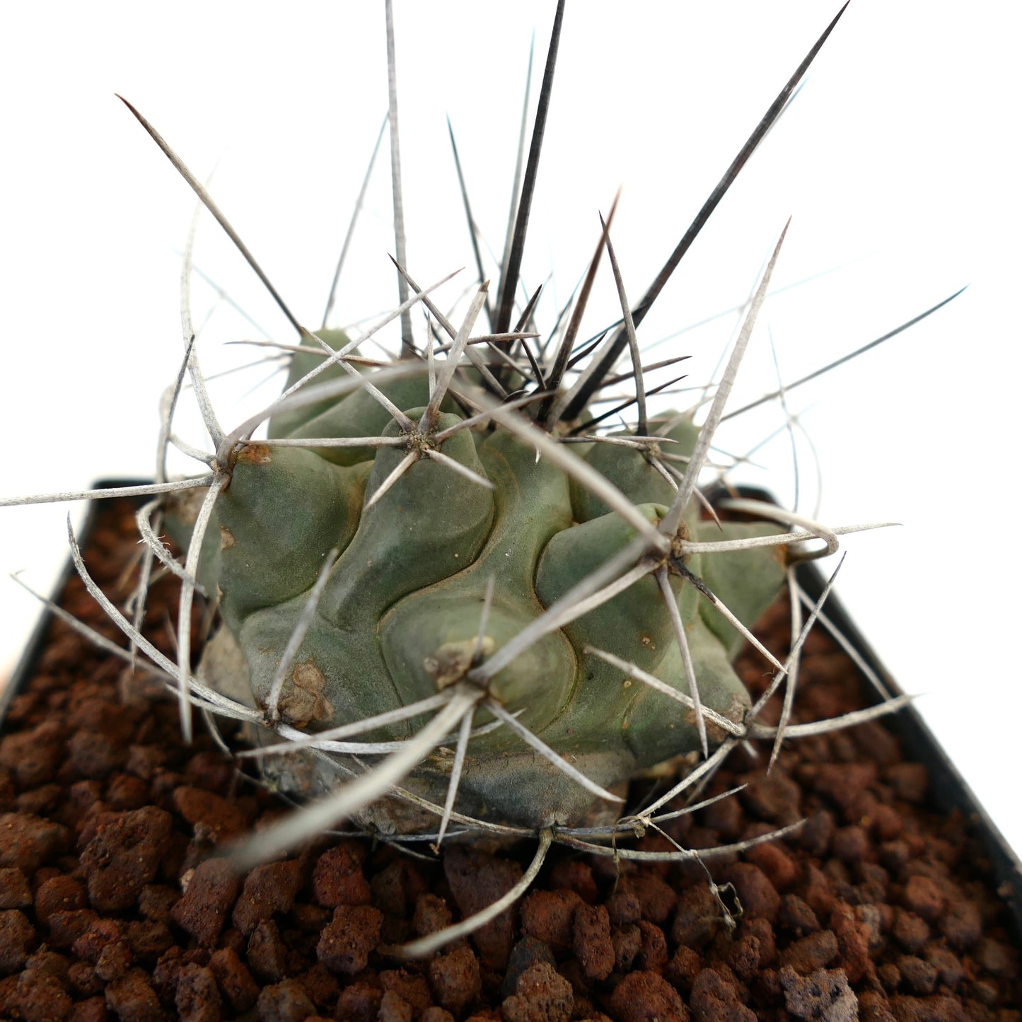 Thelocactus rinconensis var. nidulans