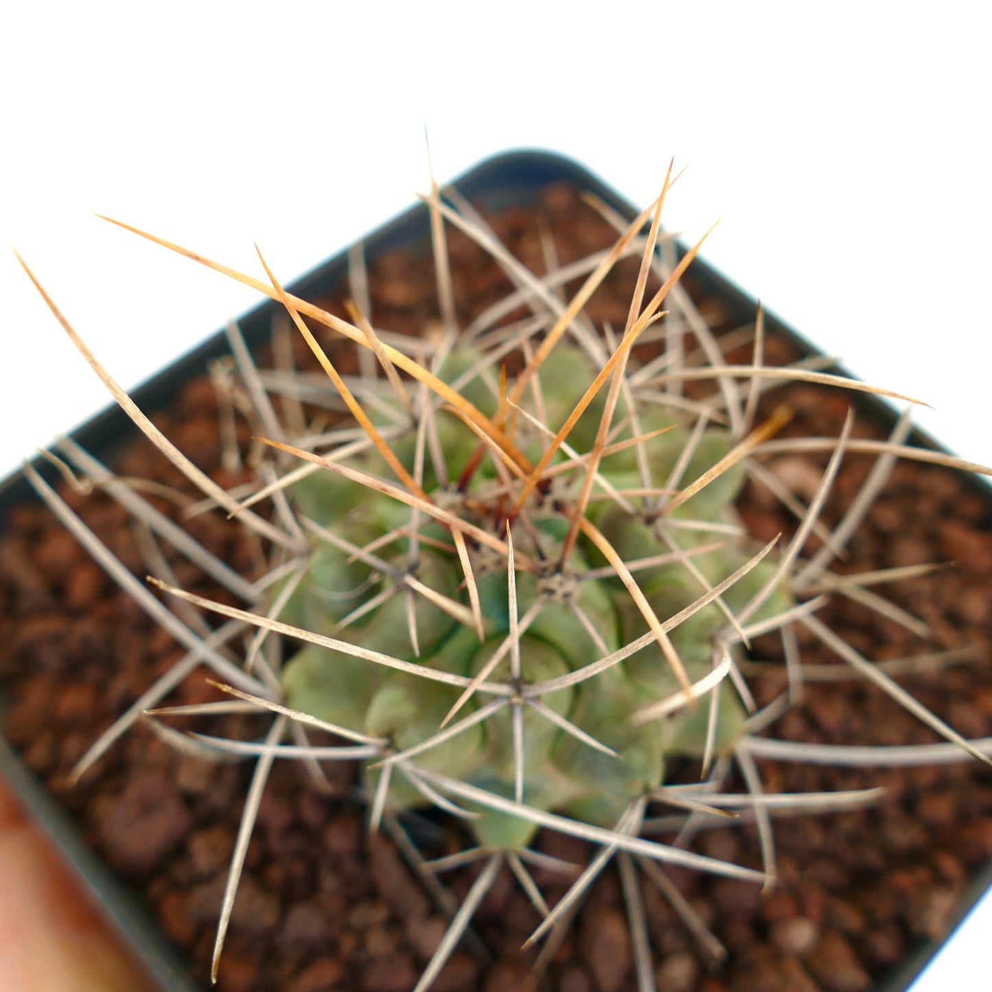 Thelocactus rinconensis var. nidulans