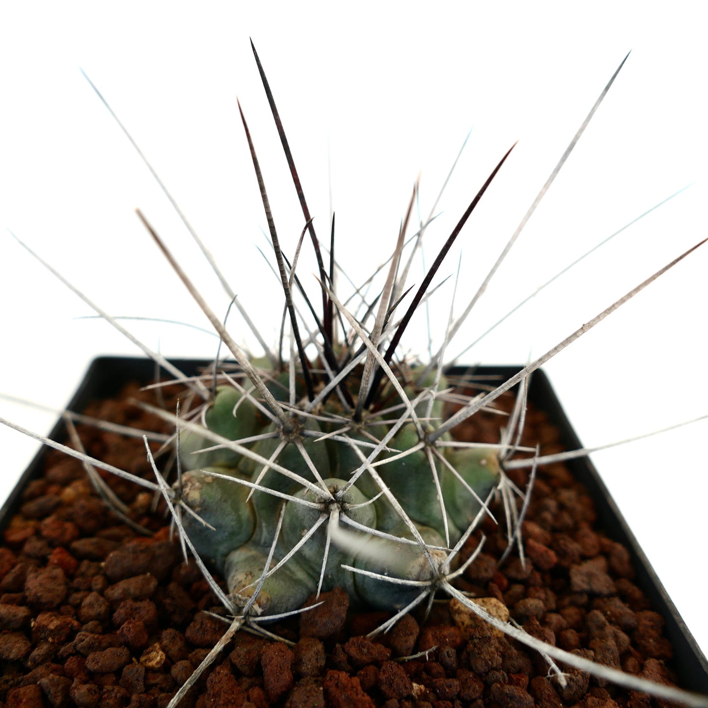 Thelocactus rinconensis var. nidulans BLACK SPINES