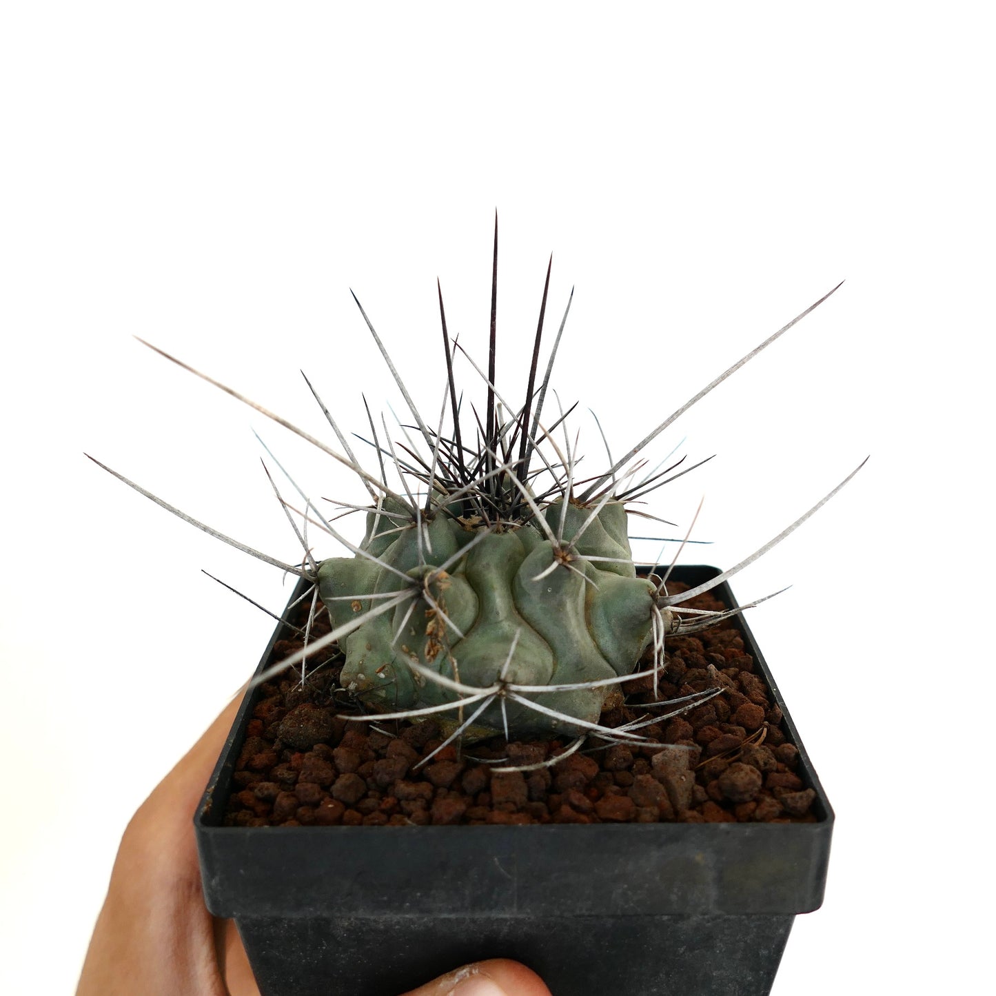 Thelocactus rinconensis var. nidulans BLACK SPINES