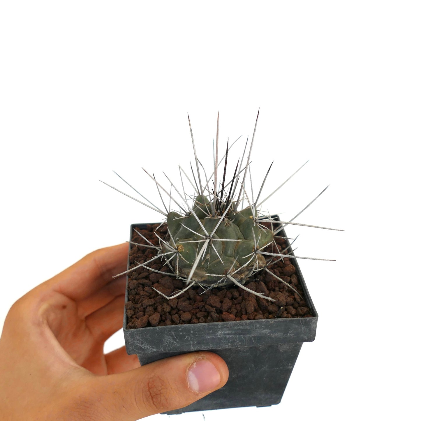 Thelocactus rinconensis var. nidulans