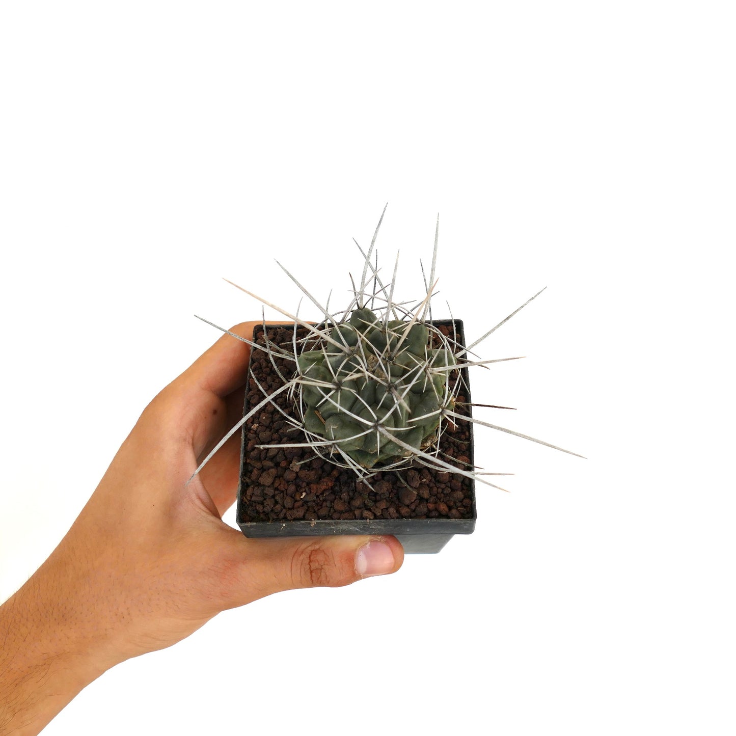 Thelocactus rinconensis var. nidulans