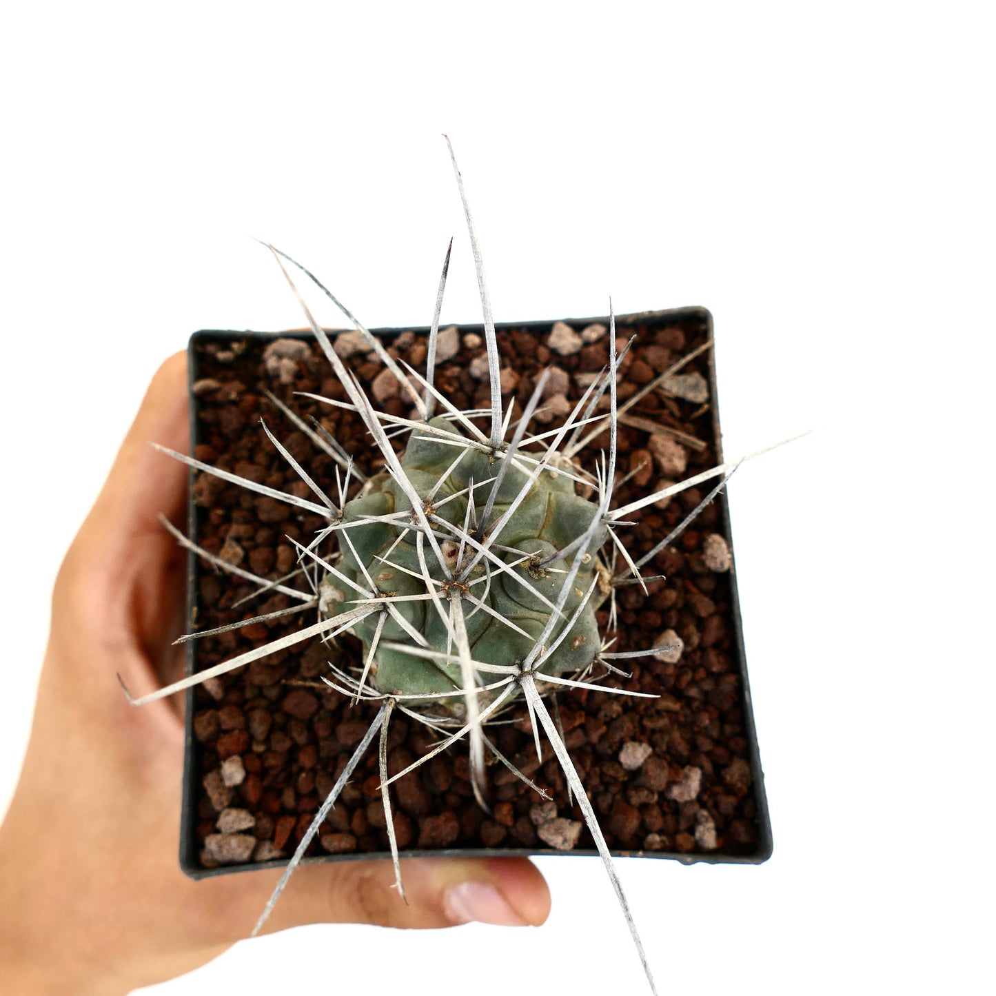 Thelocactus rinconensis var. nidulans