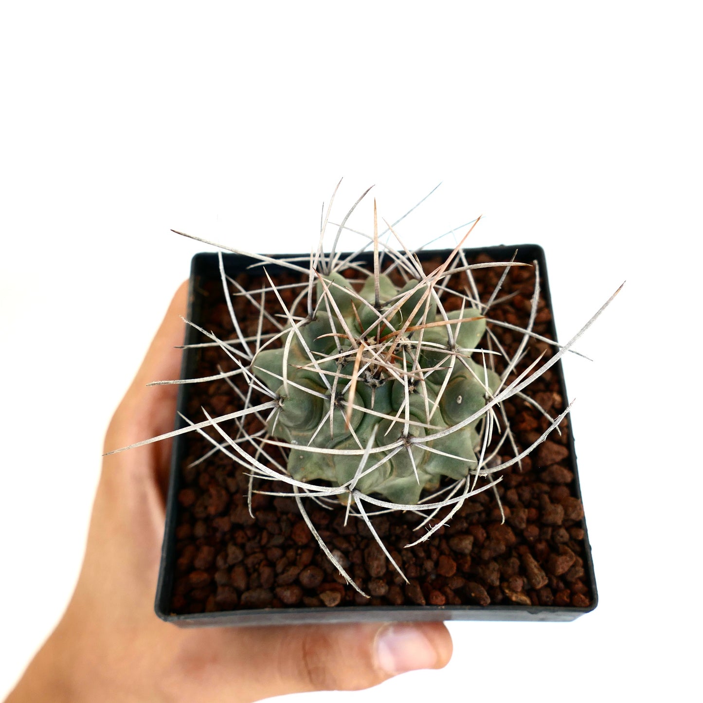 Thelocactus rinconensis var. nidulans