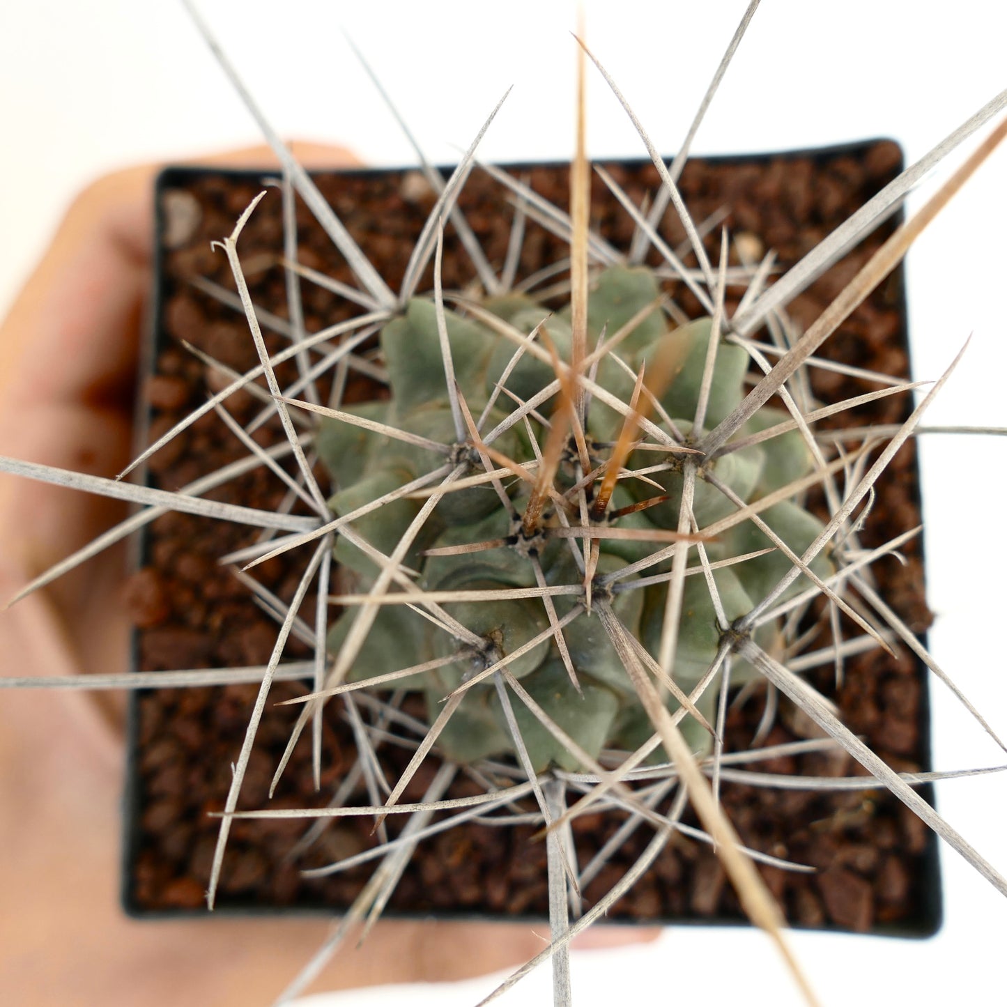 Thelocactus rinconensis var. nidulans