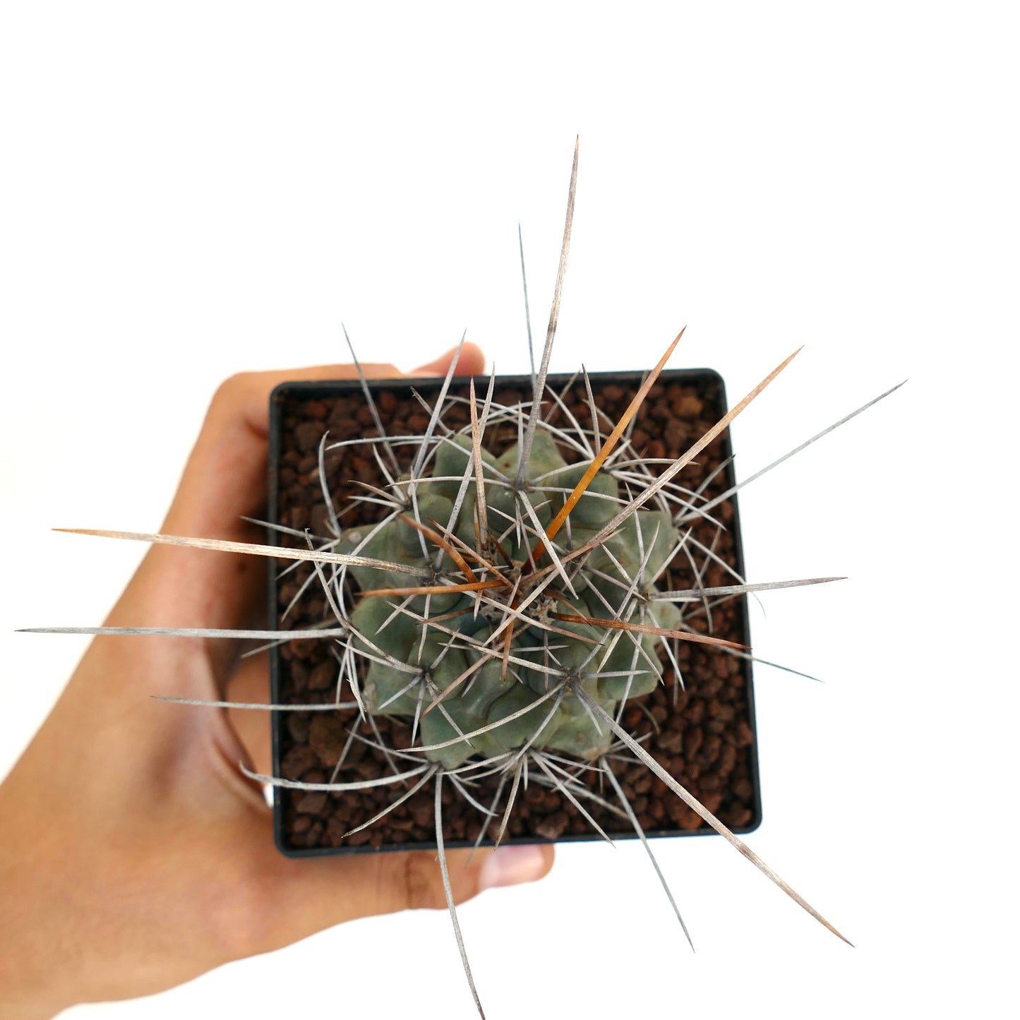 Thelocactus rinconensis var. nidulans