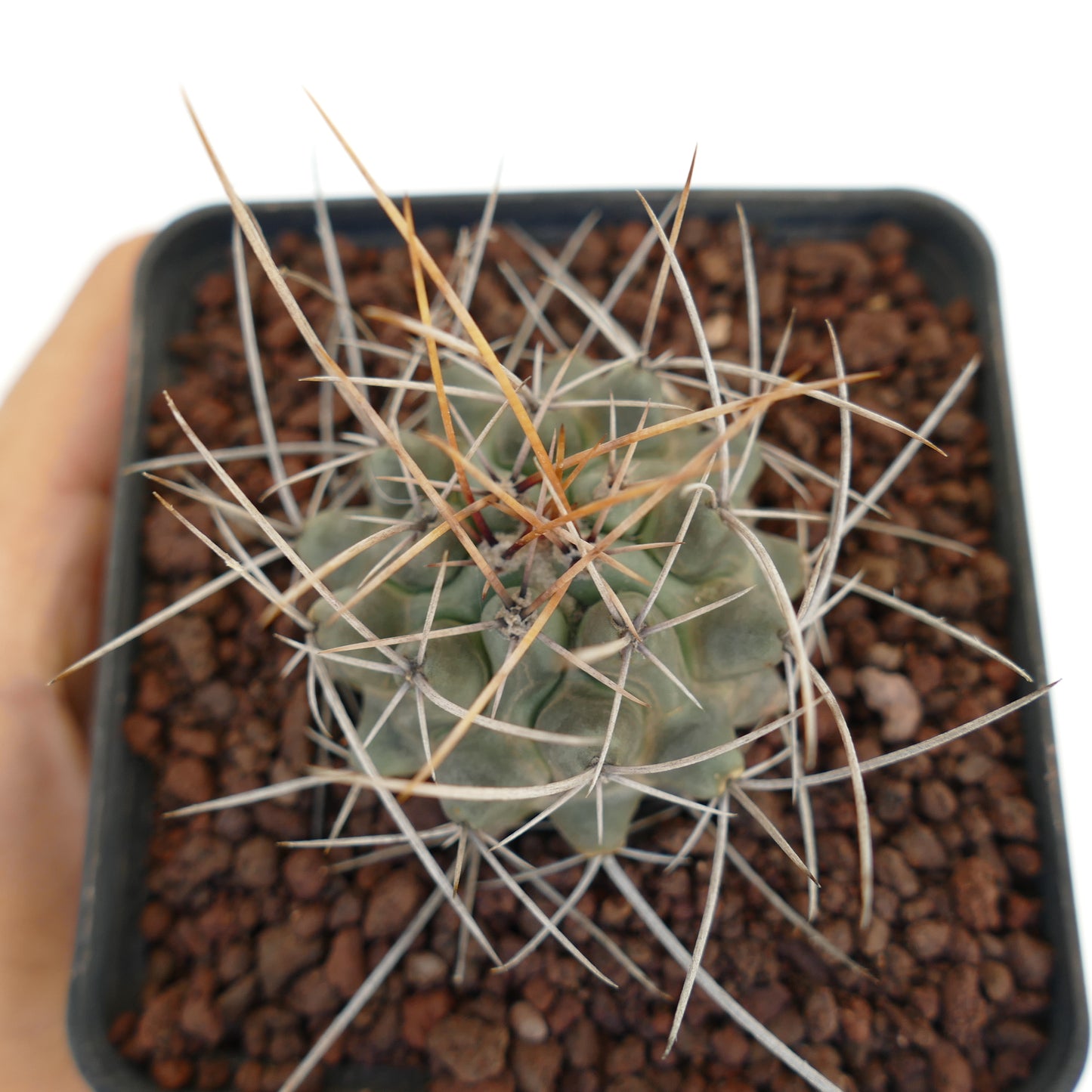 Thelocactus rinconensis var. nidulans