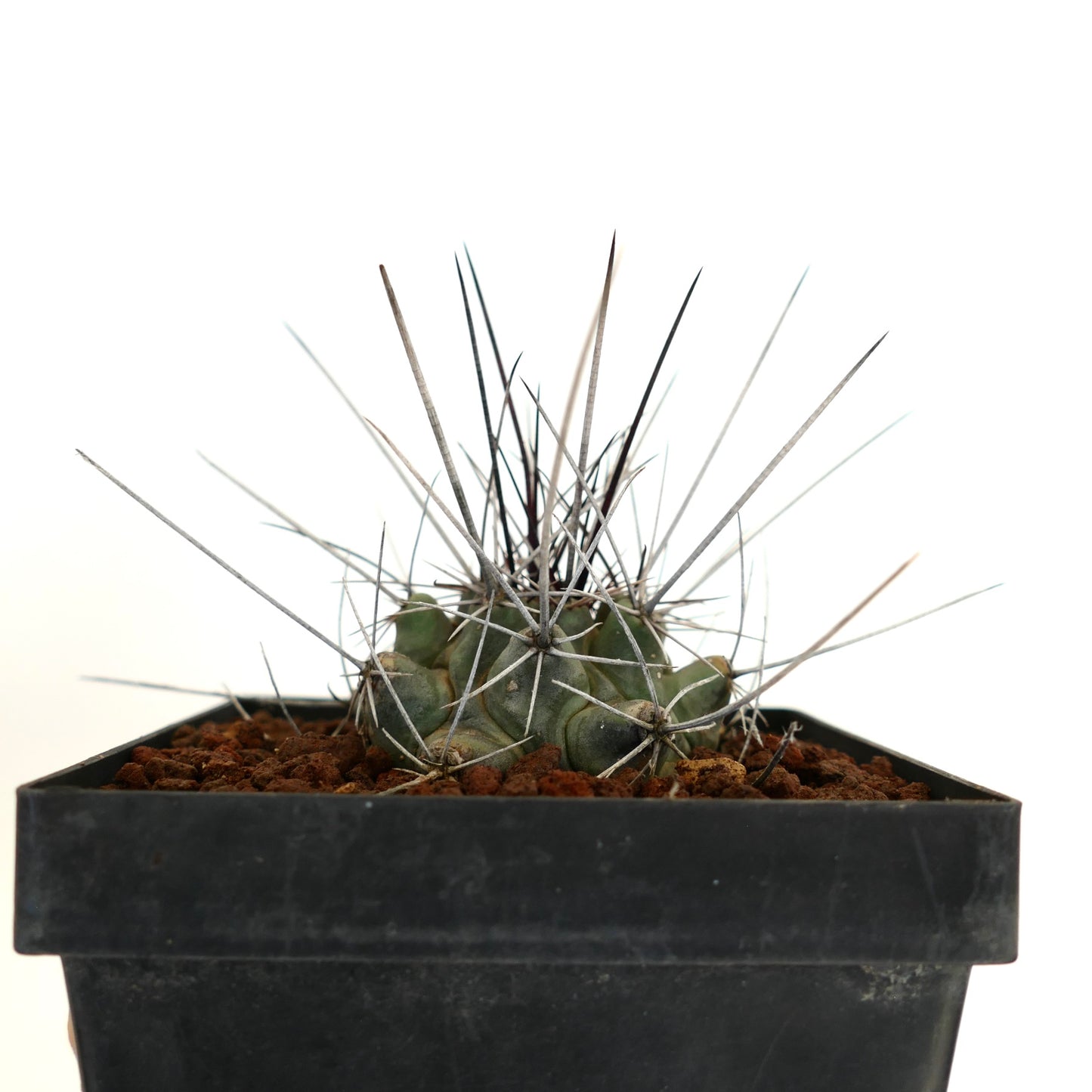 Thelocactus rinconensis var. nidulans BLACK SPINES