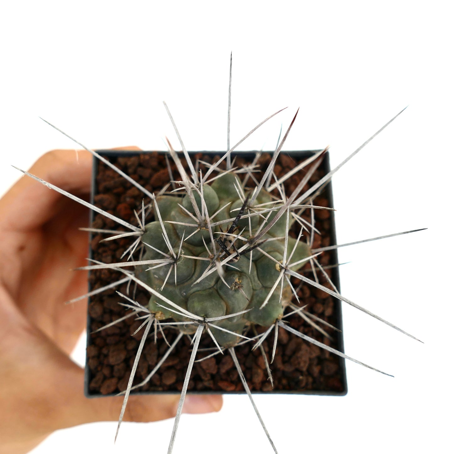 Thelocactus rinconensis var. nidulans