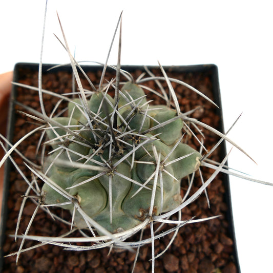 Thelocactus rinconensis var. nidulans