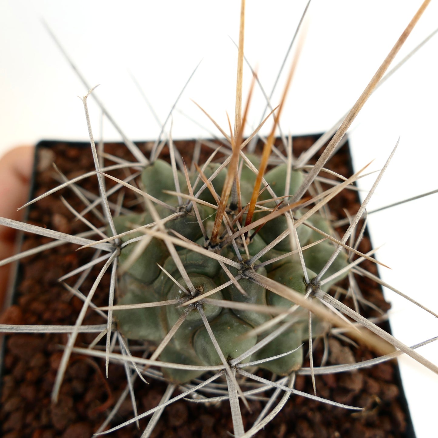 Thelocactus rinconensis var. nidulans