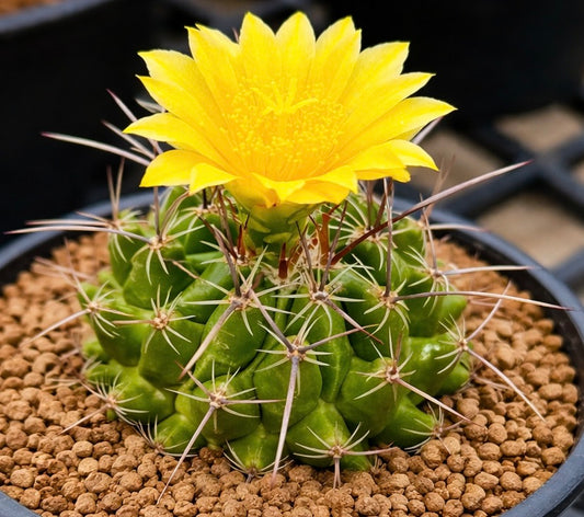Thelocactus saussieri cactus with bright yellow flower and long spines in pot