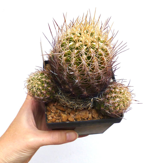 Thelocactus schwarzii small green cactus with dense long spines in black pot