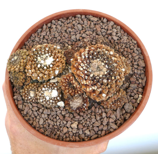 Thelocephala glabrescens OLD CLUSTER X6