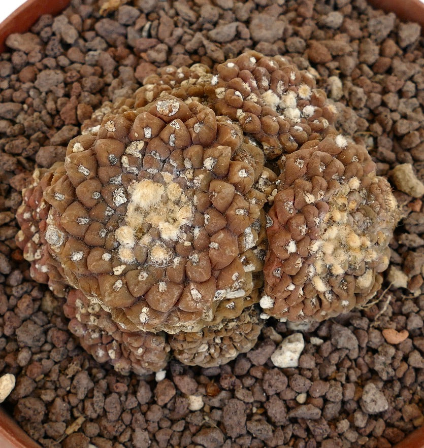 Thelocephala glabrescens OLD CLUSTER NNP