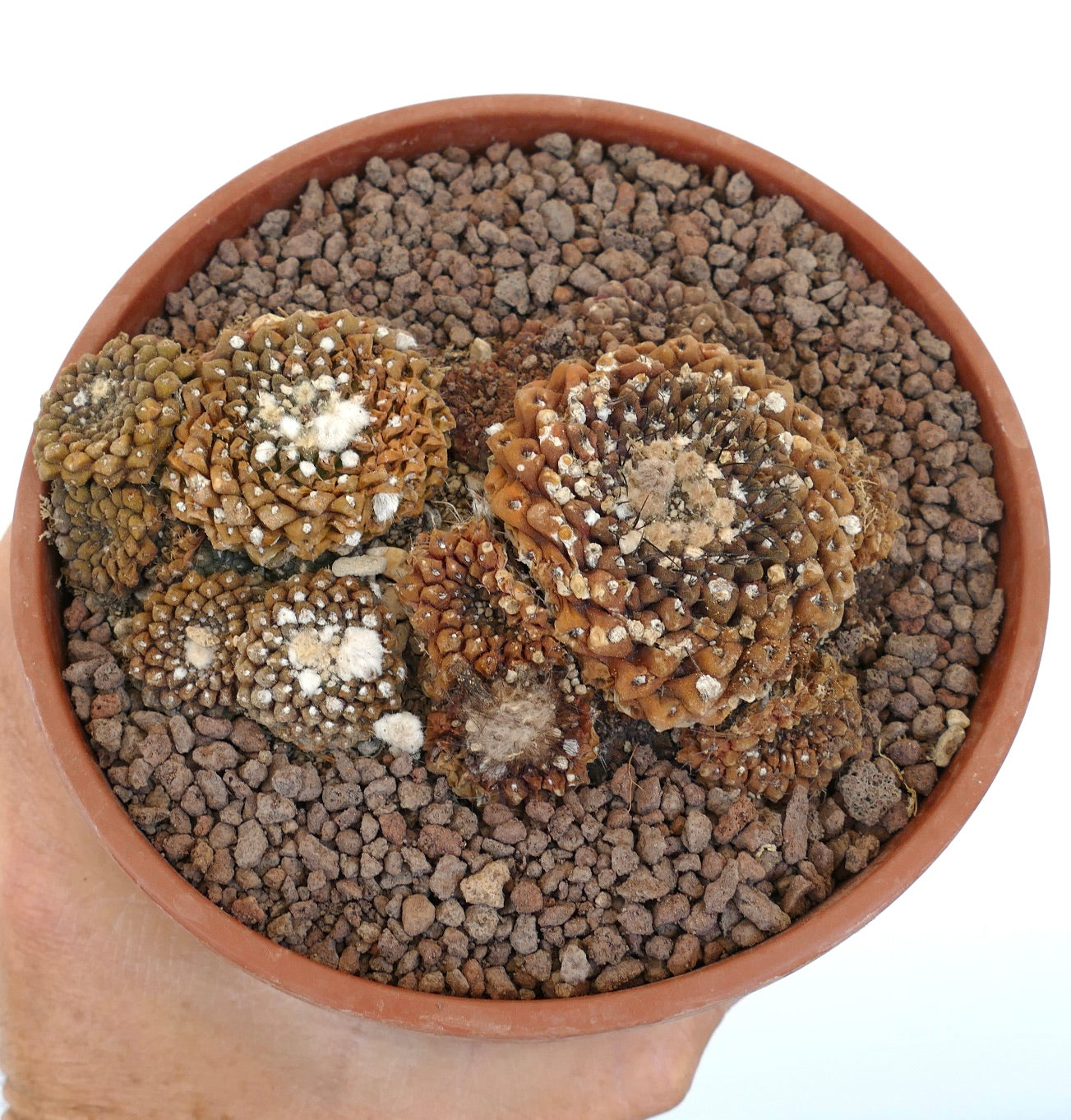 Thelocephala glabrescens OLD CLUSTER X6