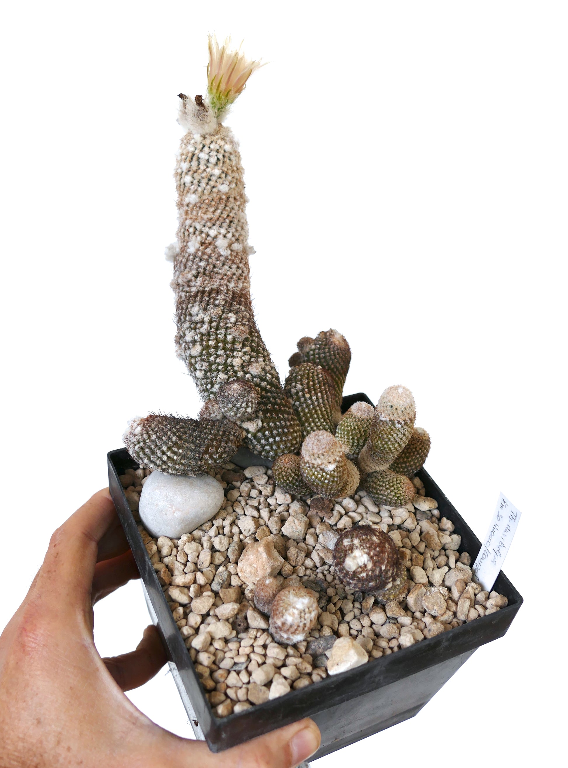 Thelocephala duripulpa sjelden sukkulent kaktus med ullhvite areoler og blek blomstring