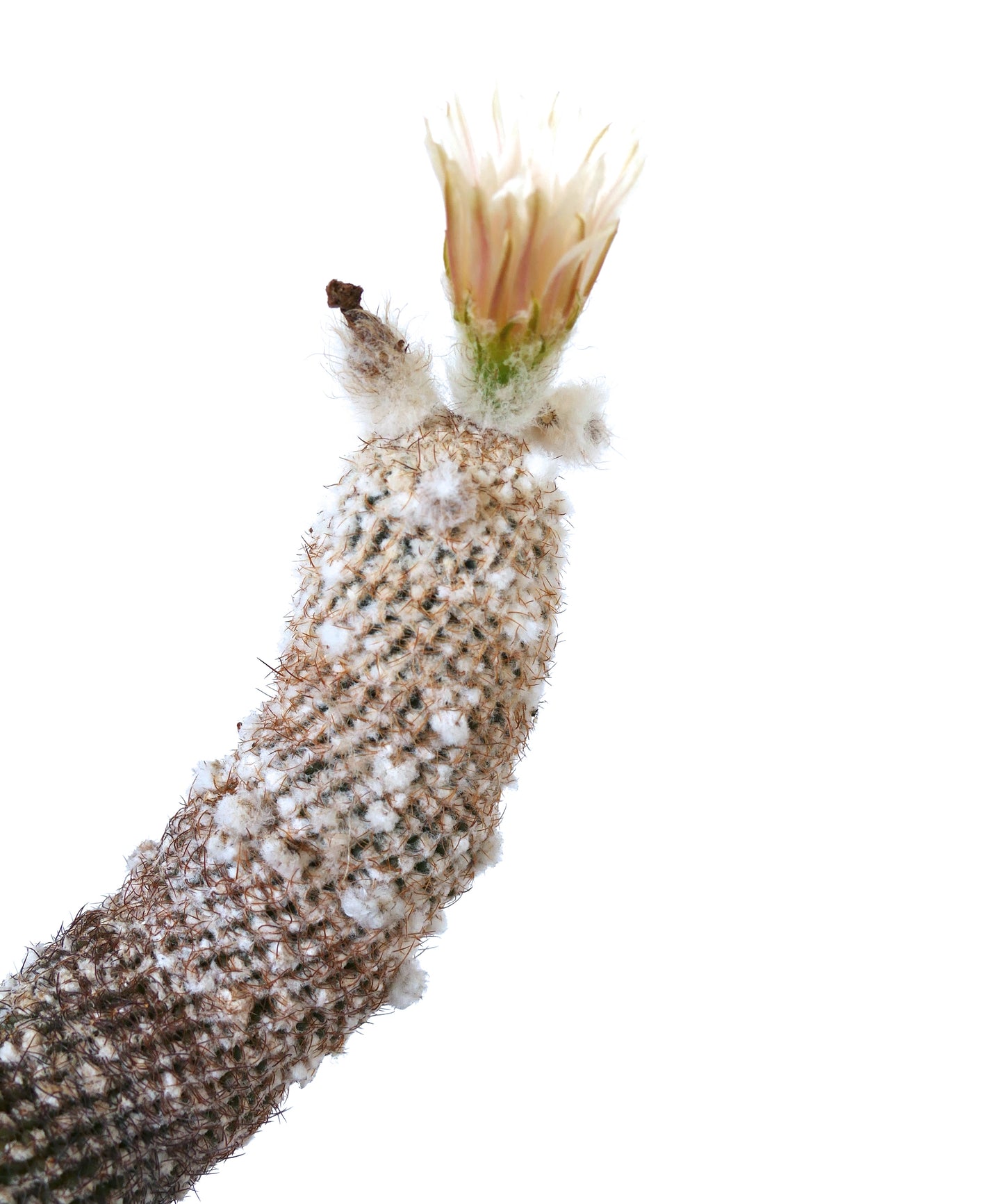 Thelocephala duripulpa sjelden kaktus med hvite ullaktige areoler og blek rosa blomsterblomst