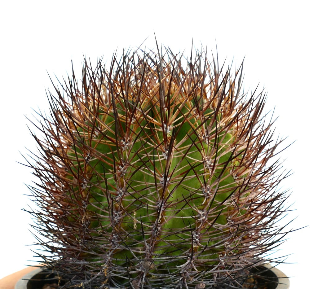 Thelocephala esmeraldana sjelden kaktus med tette brune og svarte torner på grønn kropp