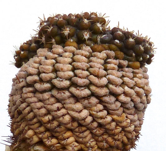 ذا لوسيفالا فانكاوزري نبتة صبار نادرة ذات ملمس فريد وشوك كثيف ونمو متجمع