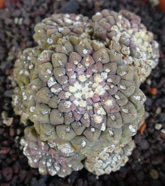 Thelocephala glabrescens OLD CLUSTER