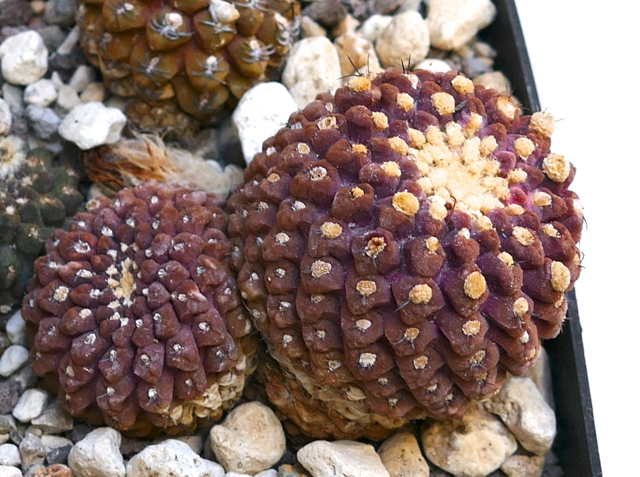 ذيليكوفالا جلوبرسنس صبار عصاري نادر بنفسجي مع نتوءات مستديرة وأشواك صغيرة