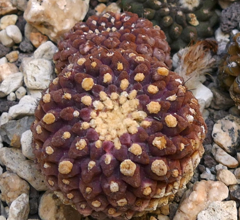 ذيلاسيفالا جلابريسنس صنف نادر من الصبار العصاري ذو عقيدات مدورة وعيون صفراء