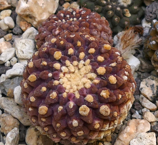 ذيلاسيفالا جلابريسنس صنف نادر من الصبار العصاري ذو عقيدات مدورة وعيون صفراء