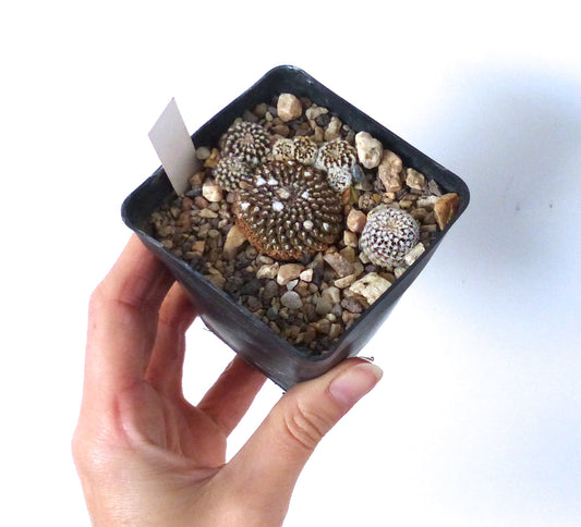 ثيلوكيفالا كراوزي نبتة عصارية صغيرة مستديرة ذات أشواك بيضاء في وعاء أسود مع حصى