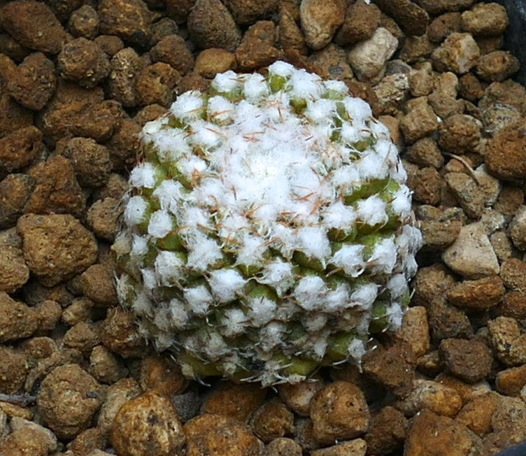 Thelocephala malleolata small round cactus with dense white woolly areoles and short spines