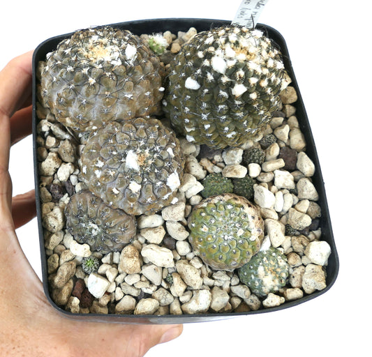 ثيلوسيفالا نابينا صبار عصاري صغير مستدير مع أورِيلات بيضاء صوفية في أصيص