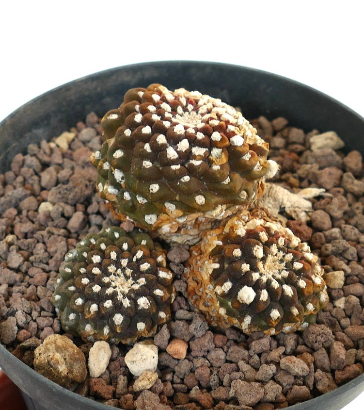 Thelocephala nuda small clustered succulent cactus with white areoles in rocky soil