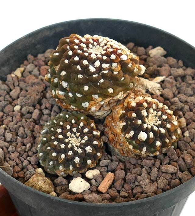 Thelocephala nuda succulent cactus with rounded tubercles and white areoles in pot