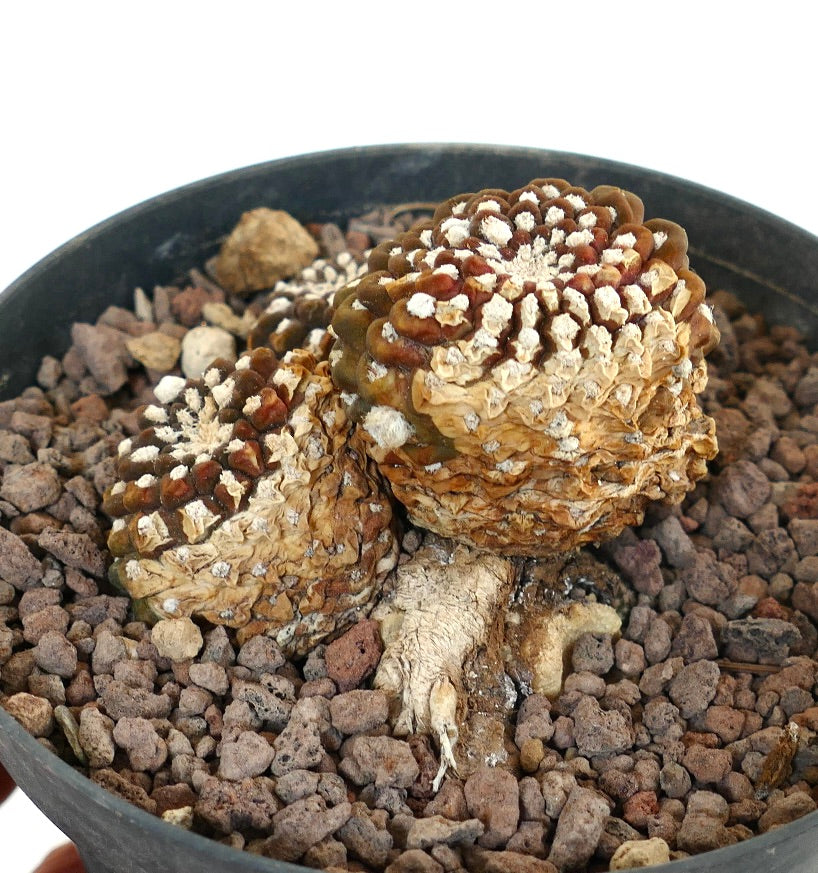Thelocephala nuda rare succulent cactus with textured brown and white tubercles in pot