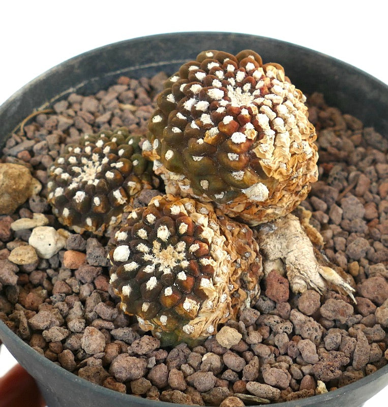 Thelocephala nuda rare succulent cactus with rounded tubercles and white areoles in rocky soil