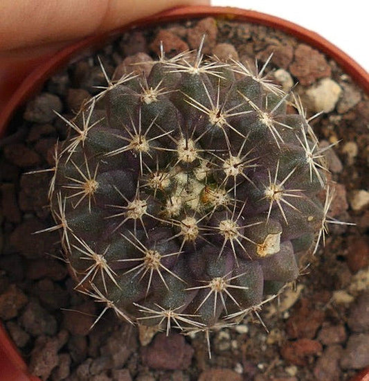 Copiapoa tenuissima GIO99