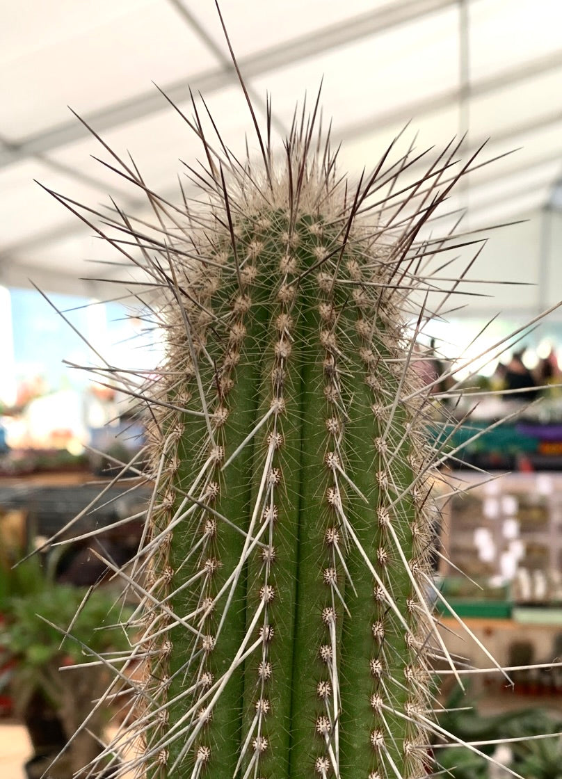 Thrixanthocereus blossfeldiorum søylekaktus bilder i drivhuset med lange svarte torner