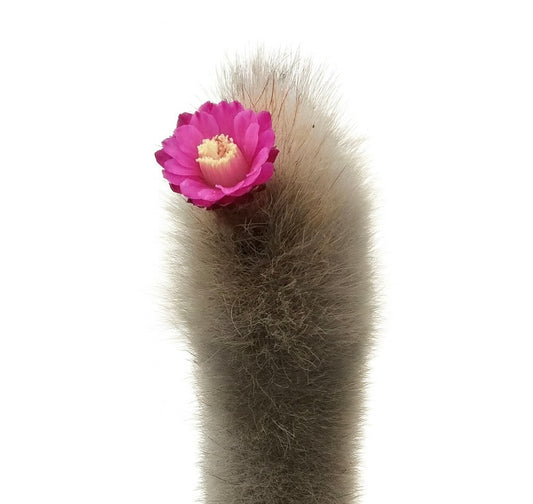 Thrixanthocereus senilis SEEDS