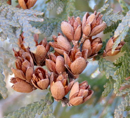トゥヤ・オキシデンタリスの成長した茶色の種子球果と詳細な緑色の鱗片状葉のクローズアップ
