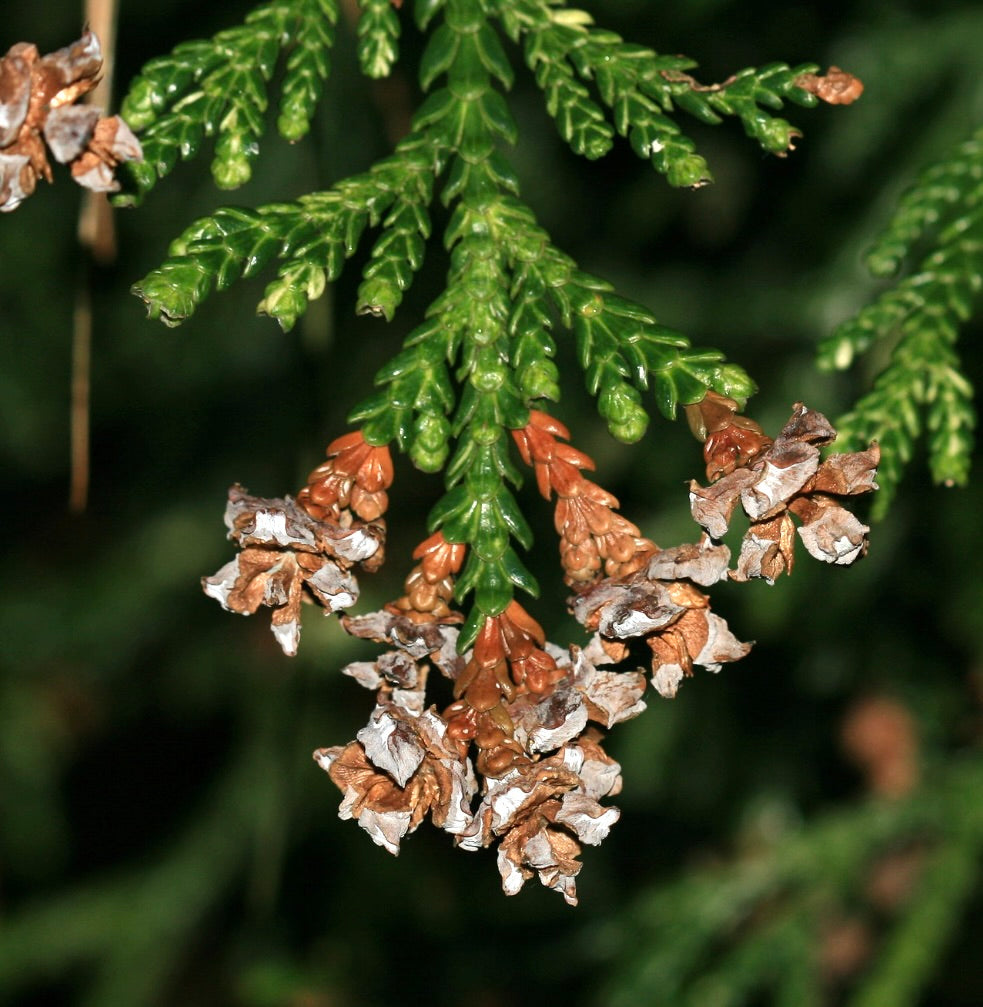 Ramo di conifera Thujopsis dolabrata con foglie verde scaglie e coni secchi marroni