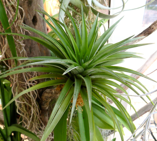 Tillandsia abdita green air plant with long narrow leaves and rosette shape