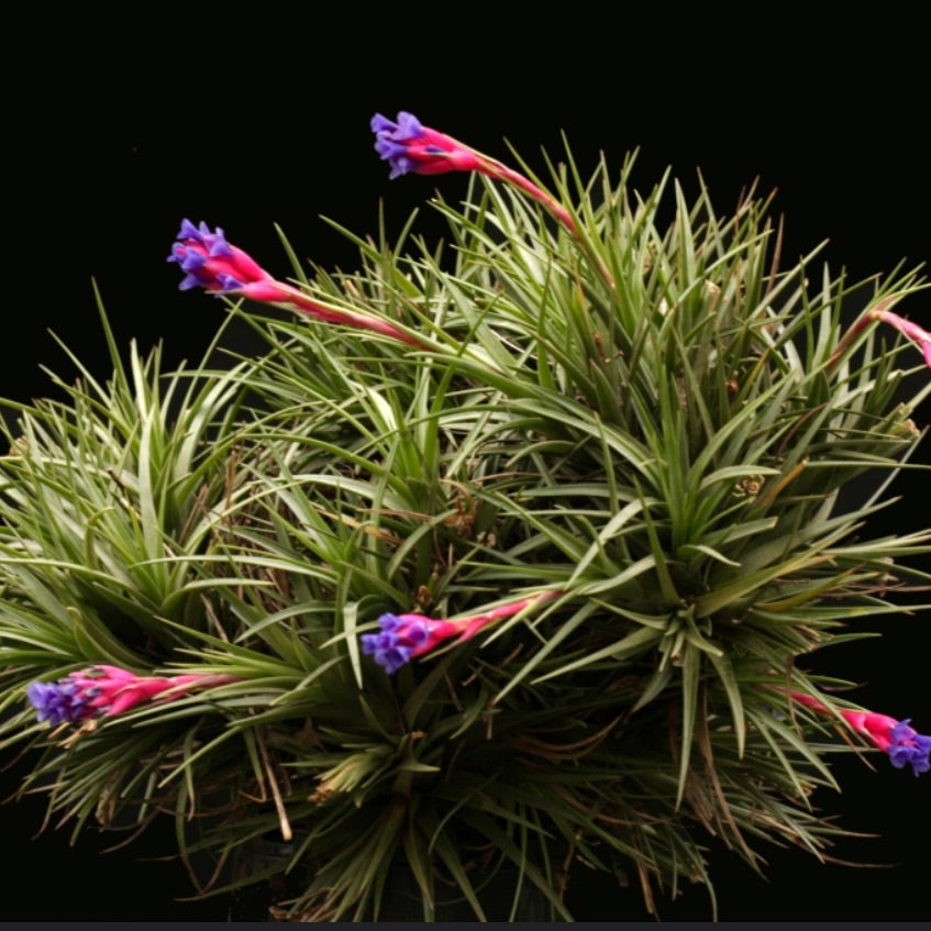 Tillandsia aeranthos air plant with spiky green leaves and vibrant purple-pink flowers