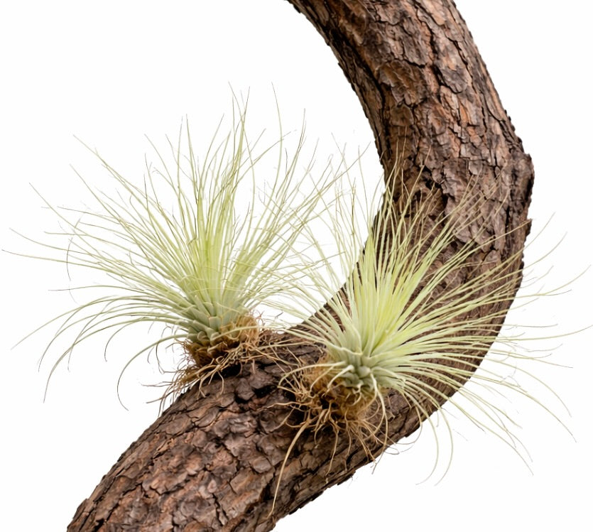 Tillandsia argentea Luftpflanzen mit schlanken silbrigen Blättern auf gebogenem Rindenast