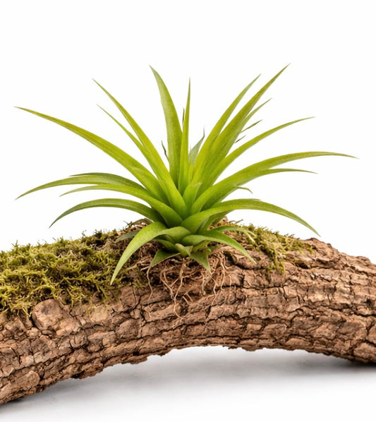 Tillandsia brachycaulos multiflora grüne Rosetten-Luftpflanze auf moosbedecktem Rindenast