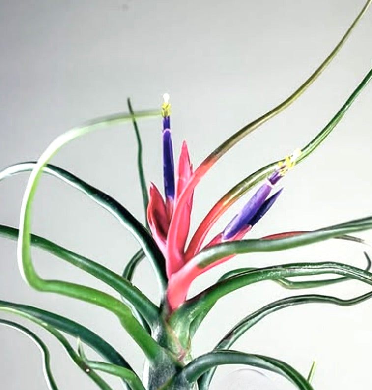 Tillandsia bulbosa