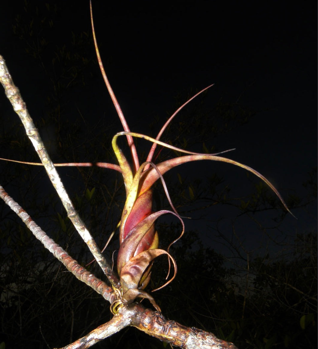 Tillandsia flexuosa air plant with long, slender reddish-yellow curved leaves on branch